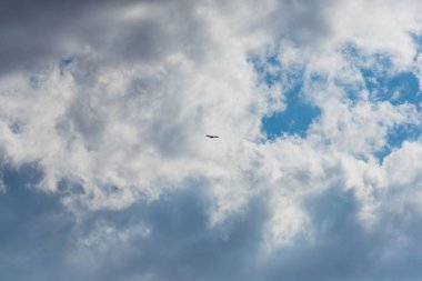 Uçuşta hawk. Büyük bir yırtıcı kuş. Mavi gökyüzü bulutlu. Kuş uçuş. Kuş geniş bir kanadı. Atmaca av doğa.