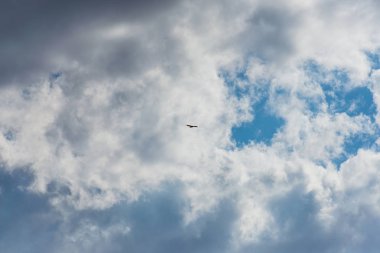 Uçuşta hawk. Büyük bir yırtıcı kuş. Mavi gökyüzü bulutlu. Kuş uçuş. Kuş geniş bir kanadı. Atmaca av doğa.