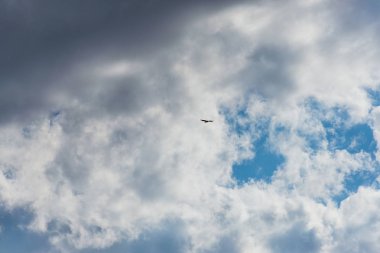 Uçuşta hawk. Büyük bir yırtıcı kuş. Mavi gökyüzü bulutlu. Kuş uçuş. Kuş geniş bir kanadı. Atmaca av doğa.