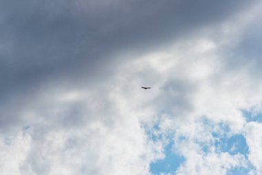 Uçuşta hawk. Büyük bir yırtıcı kuş. Mavi gökyüzü bulutlu. Kuş uçuş. Kuş geniş bir kanadı. Atmaca av doğa.