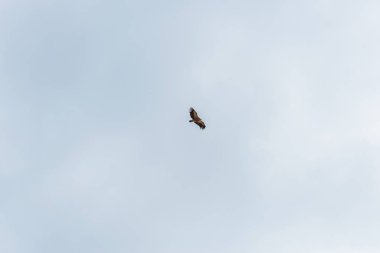 Uçuşta hawk. Büyük bir yırtıcı kuş. Mavi gökyüzü bulutlu. Kuş uçuş. Kuş geniş bir kanadı. Atmaca av doğa.