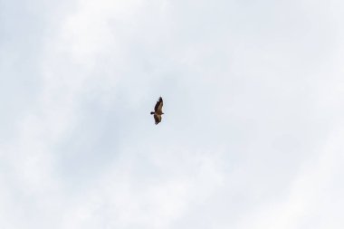 Uçuşta hawk. Büyük bir yırtıcı kuş. Mavi gökyüzü bulutlu. Kuş uçuş. Kuş geniş bir kanadı. Atmaca av doğa.