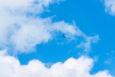 Uçuşta hawk. Büyük bir yırtıcı kuş. Mavi gökyüzü bulutlu. Kuş uçuş. Kuş geniş bir kanadı. Atmaca av doğa.
