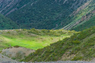 Yüksek dağlar. Dağ manzarası. Bitkilerle dağ yamaçlarında. Engebeli arazi. Çalılar dağlarda. Yeşil Glade.