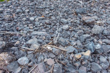 Şube ve taşlar. Çakıl taşları kırık dal. Çırpı dağlarda. Ahşap ve gri taşlar. Taşlar üzerinde kırık küçük dal. Gri moloz ve dalları. Dalları taşlar üzerinde bir ağaçtan. Dal içinde taşlar yığını.