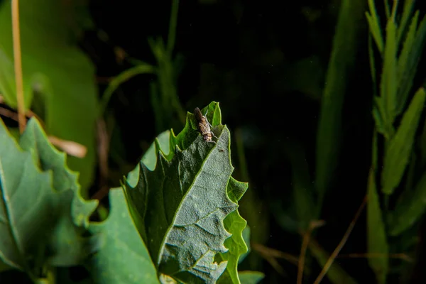 Fliege Auf Einem Blatt Papier Sitzend Nachtleben Insekten Nachtfoto Einer — Stockfoto