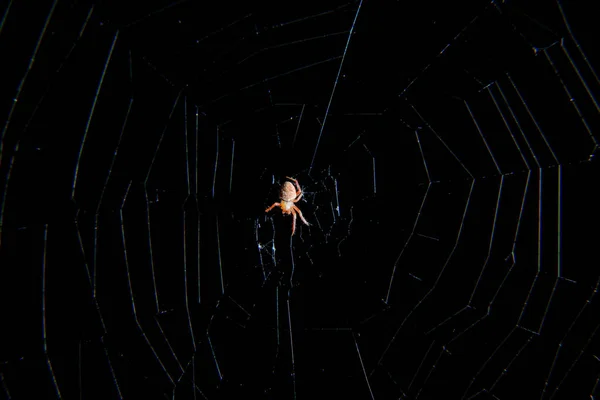 Aranha Leve Sentada Teia Insetos Vida Noturna Foto Noturna Aranha — Fotografia de Stock