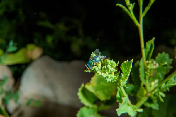 Uma Mosca Sentada Numa Planta Insetos Vida Noturna Foto Noturna — Fotografia de Stock