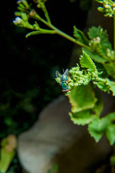 A fly sitting on a plant. Nightlife insects. Night photo of a fly with flash. Habitat insects. Green plants.