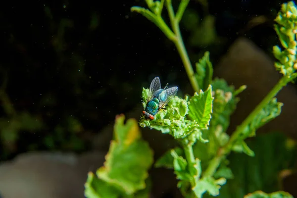 Uma Mosca Sentada Numa Planta Insetos Vida Noturna Foto Noturna — Fotografia de Stock