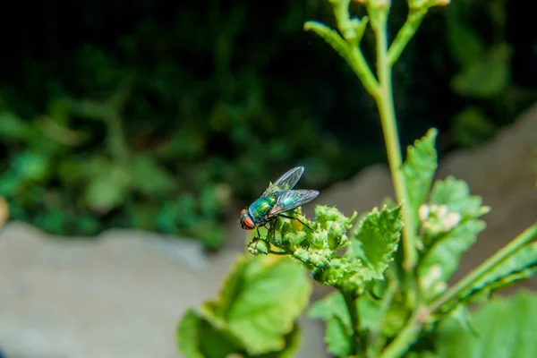 Bir Bitki Üzerinde Oturan Bir Sinek Gece Hayatı Böcekler Bir — Stok fotoğraf