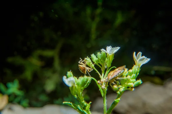 Error Mármol Marrón Sentado Una Planta Insectos Nocturnos Foto Nocturna — Foto de Stock