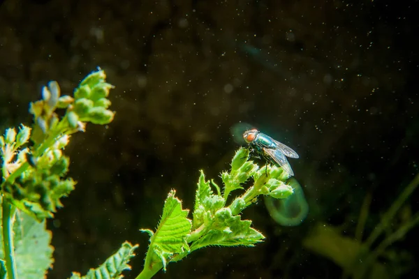 Uma Mosca Sentada Numa Planta Insetos Vida Noturna Foto Noturna — Fotografia de Stock