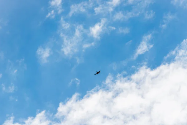 Uçuşta Hawk Büyük Bir Yırtıcı Kuş Mavi Gökyüzü Bulutlu Kuş — Stok fotoğraf