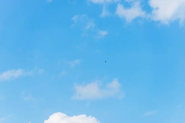 Hawk in flight. Big bird of prey. Blue sky with clouds. Bird flight. Bird with a wide wing. Hawk hunting in nature.