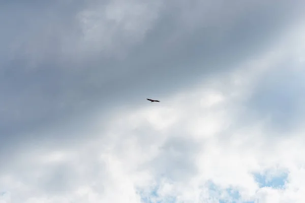 飛行中のホークします 大きな猛禽類 青い空の雲 鳥の飛行 広い翼を持つ鳥 自然の中の鷹狩 — ストック写真