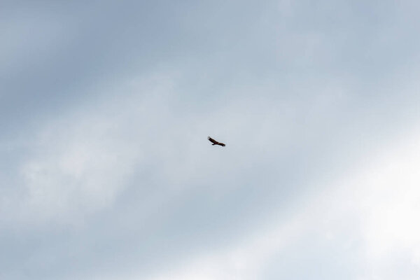 Hawk in flight. Big bird of prey. Blue sky with clouds. Bird flight. Bird with a wide wing. Hawk hunting in nature.