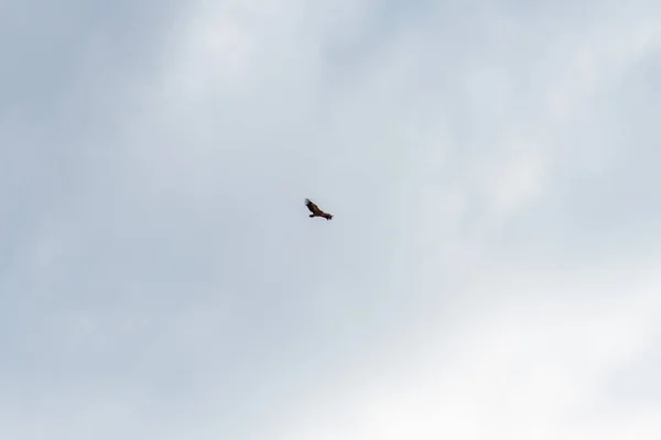 飛行中のホークします 大きな猛禽類 青い空の雲 鳥の飛行 広い翼を持つ鳥 自然の中の鷹狩 — ストック写真
