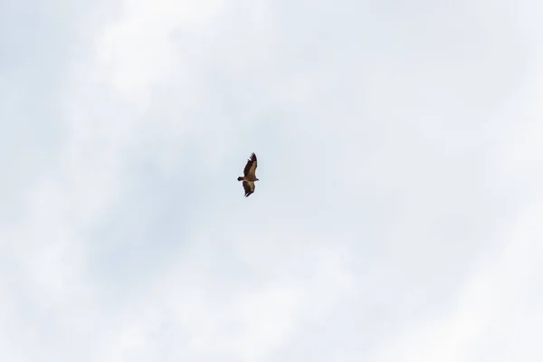 Uçuşta Hawk Büyük Bir Yırtıcı Kuş Mavi Gökyüzü Bulutlu Kuş — Stok fotoğraf