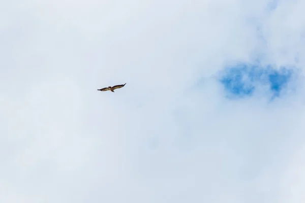 Uçuşta Hawk Büyük Bir Yırtıcı Kuş Mavi Gökyüzü Bulutlu Kuş — Stok fotoğraf