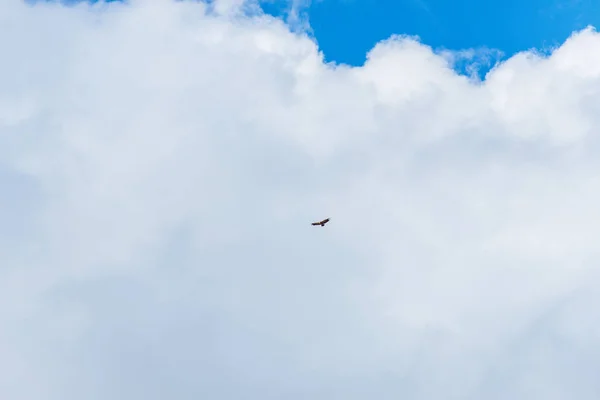 Falcão Voo Grande Pássaro Rapina Céu Azul Com Nuvens Voo — Fotografia de Stock