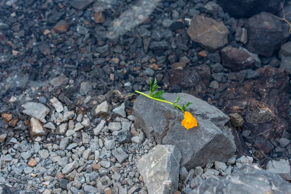 Berglandschaft Gelbe Blume Auf Einem Grauen Stein Schmelzwasser Steinigen Ufer — Stockfoto