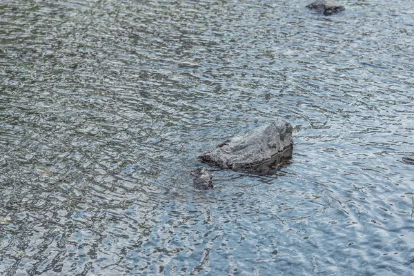 Озеро Горах Прозрачная Вода Горном Озере Серые Камни Камни Воде — стоковое фото