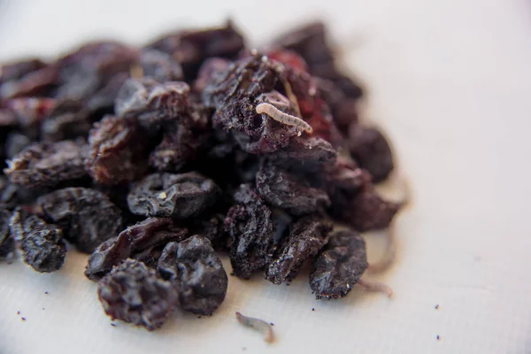 Missing raisins on a white background. Spoiled dried fruits on a light background. White worms. Insect larvae on dark dried grapes. Worms on dried fruit. Parasites on spoiled products.
