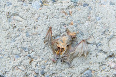 Ölü yarasa. Kokuşmuş hayvan. Yarasa beton üzerinde yatıyor. Ölüm bir memeli. Kurutulmuş iskelet. Sivri uçlu kanatları.