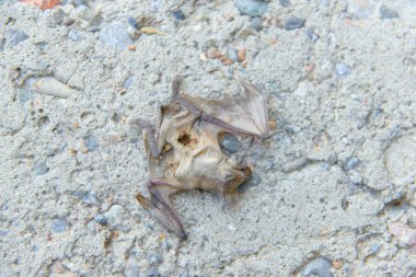 Ölü yarasa. Kokuşmuş hayvan. Yarasa beton üzerinde yatıyor. Ölüm bir memeli. Kurutulmuş iskelet. Sivri uçlu kanatları.