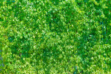 Duvar kağıtları hedge. Doku hedge. Dekoratif üzüm çit. Doku çit tipi kıvırcık. Duvar çit çit bitkisi. Uzun sürgünler bitki. Canlı çit. Çit tırmanma bitkiler üzüm.