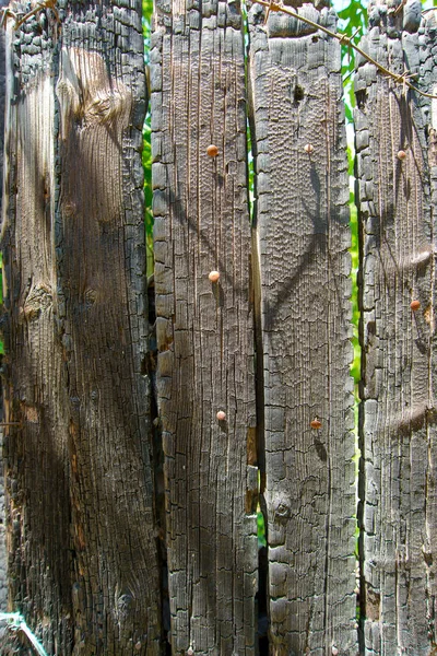 Eski Ahşap Çit Odunsu Yapısı Ahşap Bir Çit Kuru Odun — Stok fotoğraf