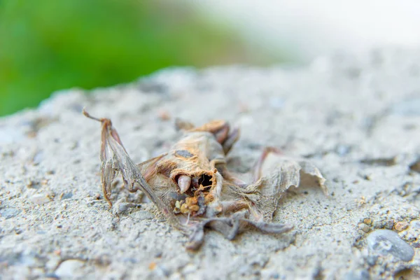 Tote Fledermaus Verrottendes Tier Die Fledermaus Liegt Auf Dem Beton — Stockfoto