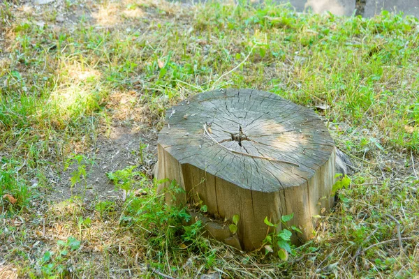 Kuru güdük. Çim delikli güdük kuru. Güdük çürük. Yıllık halkalar ile eski bir blok. Bir ağaç gövdesi sıfırdan küçük bir parçası. Hasarlı çekirdekli ile güdük.