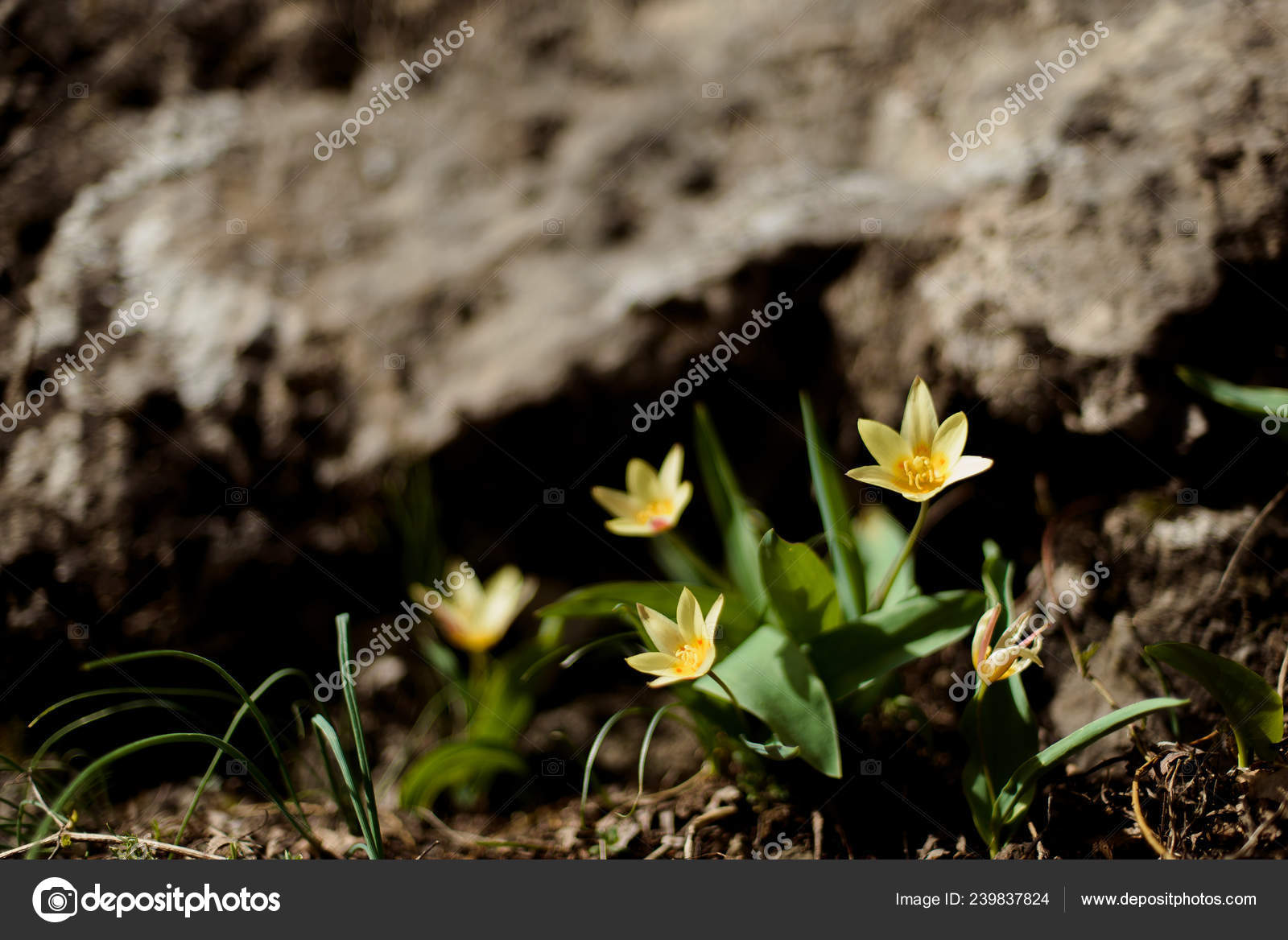 Macro Shooting Plants Mountains Yellow Flowers Snowdrops Stones Yellow Flowers Snowdrops Stones Covered With Green Moss Small Shoots Of Plants In The Grass Dry Twigs Lying On Ground