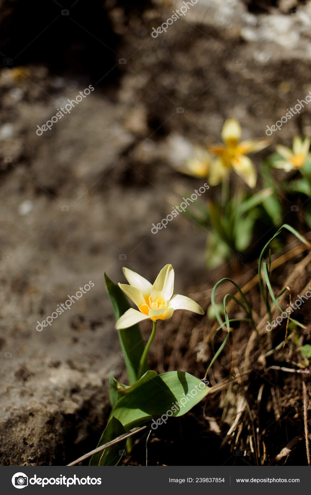 Macro Shooting Plants Mountains Yellow Flowers Snowdrops Stones Yellow Flowers Snowdrops Stones Covered With Green Moss Small Shoots Of Plants In The Grass Dry Twigs Lying On Ground