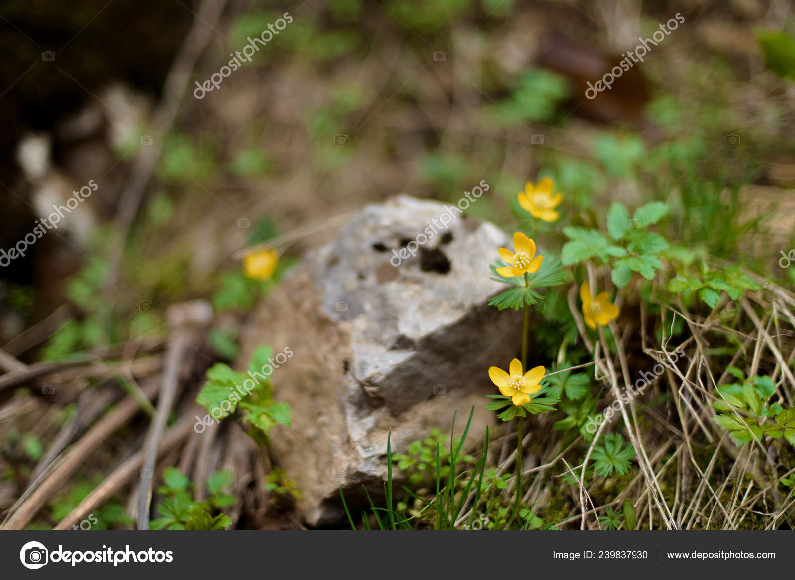 Macro Shooting Plants Mountains Yellow Flowers Snowdrops Stones Yellow Flowers Snowdrops Stones Covered With Green Moss Small Shoots Of Plants In The Grass Dry Twigs Lying On Ground