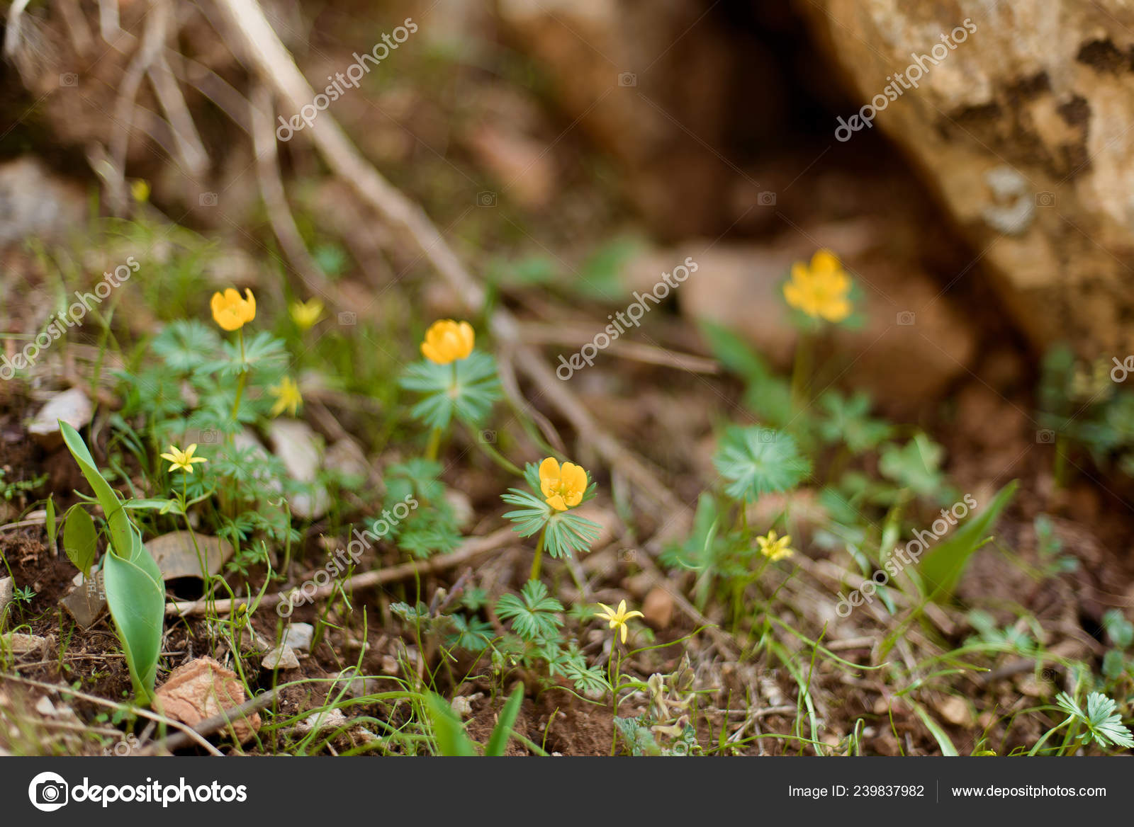 Macro Shooting Plants Mountains Yellow Flowers Snowdrops Stones Yellow Flowers Snowdrops Stones Covered With Green Moss Small Shoots Of Plants In The Grass Dry Twigs Lying On Ground