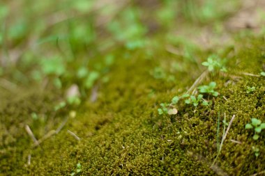 Dağlarda bitkilerin makro çekim. Sarı çiçekler. Kardelen. Taşlar ile yeşil yosun kaplı. Bitkiler küçük sürgünler. Çim taşları. Kuru dallar yerde yatan.