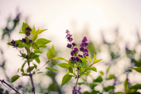 라일락 Sprigs 보라색 Inflorescences 있었습니다 나뭇가지에 보라색 기간에서 클러스터 — 스톡 사진