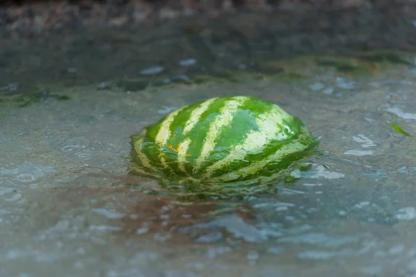 西瓜在水中 一个成熟的大西瓜漂浮着 泳池中的美食文化 西瓜周围溅起水花和水滴 浆果周围有浅色和深绿色的条纹 — 图库照片