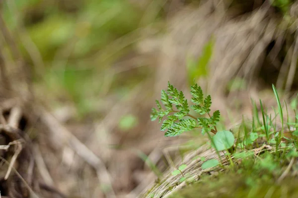 Dağlarda bitkilerin makro çekim. Sarı çiçekler. Kardelen. Taşlar ile yeşil yosun kaplı. Bitkiler küçük sürgünler. Çim taşları. Kuru dallar yerde yatan.