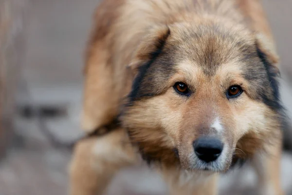 A dog with a brown coat. Animal gaze. Friend of human. dog with dark eyes. Sad look.