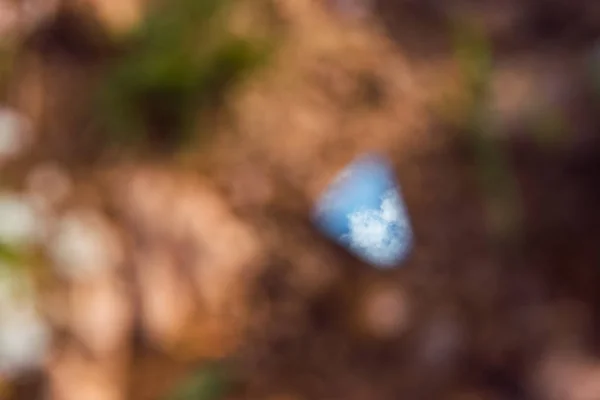 Reflection from a broken mirror. Blurred photo. Mirror lying on the ground. Green plants. Land. Shard mirror.