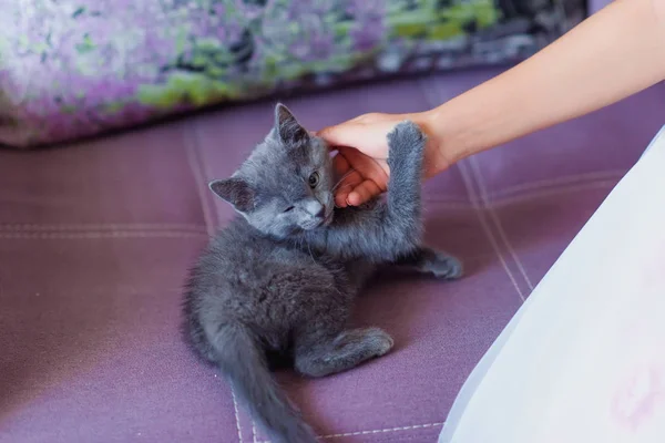 Chaton Gris Jouant Avec Main Homme Chaton Russe Race Bleue Image Libre De Droit Par Kinderkz C Chaton Gris Jouant Avec Main Homme Chaton Russe Race Bleue Image Libre De Droit Par Kinderkz C