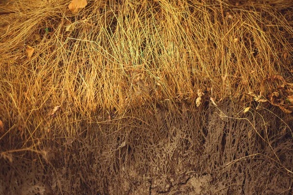 Brûlé Dans Herbe Soleil Terre Végétation Dans Nature Foin Journée — Photo