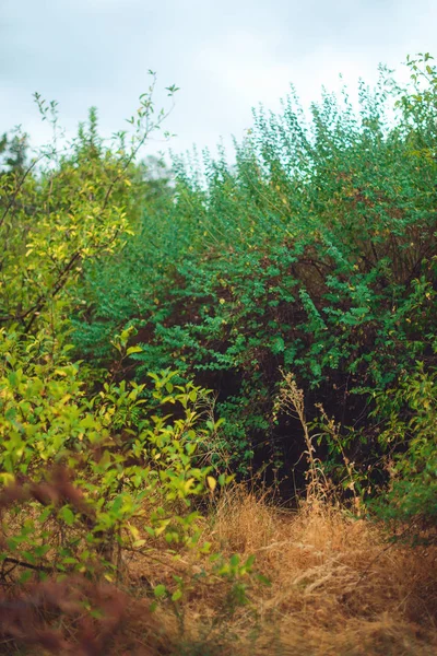 Park Mieście Szymkent Drzew Zielonymi Liśćmi Polana Słoneczny Dzień Park — Zdjęcie stockowe