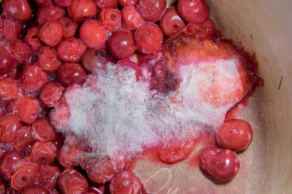 Spoiled cherry berries. White mold on the berries. Cherry with mold. Stale products. Compote mixture. Rotten fruit. Mold.