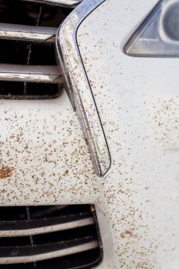 Ön tampon arabalar. Ölü böcekler. Radyatör ızgarası. Araba beyaz. Sivrisinekler tampon üzerinde. Öldürme böcekler. Beyaz bir arka plan üzerinde cansız larvalarını.