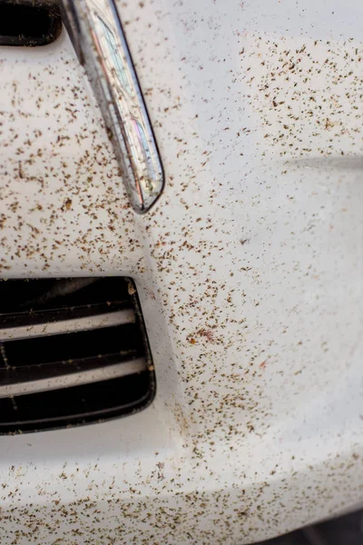 Front bumper cars. Dead insects. Radiator grille. The car is white. Mosquitoes on the bumper. Killing insects. Lifeless midges on a white background.